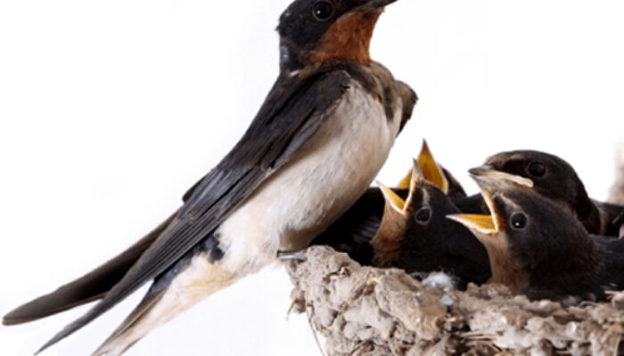 Pemerintah Janji Bakal Permudah Regulasi Ekspor Sarang Burung Walet