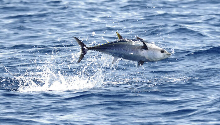 Bluefin Tuna Memiliki Permintaan yang Tinggi di Pasar Global
