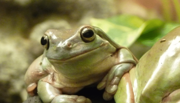 Eat That Frog