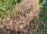 Padi Ketan di Mariat Terpapar Wereng, Akademisi UNAMIN Dorong Mitigasi Strategis