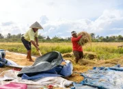Dosen Faperta Unamin Suarakan Jeritan Petani Padi di Mariat: Butuh Alsintan Modern dan Bibit yang Tepat