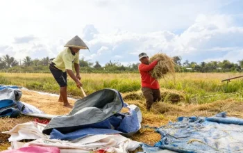 Dosen Faperta Unamin Suarakan Jeritan Petani Padi di Mariat: Butuh Alsintan Modern dan Bibit yang Tepat