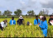 Sinergi di Sawah Klaru: Faperta Unamin dan Petani Sidodadi Ukir Rekor Baru