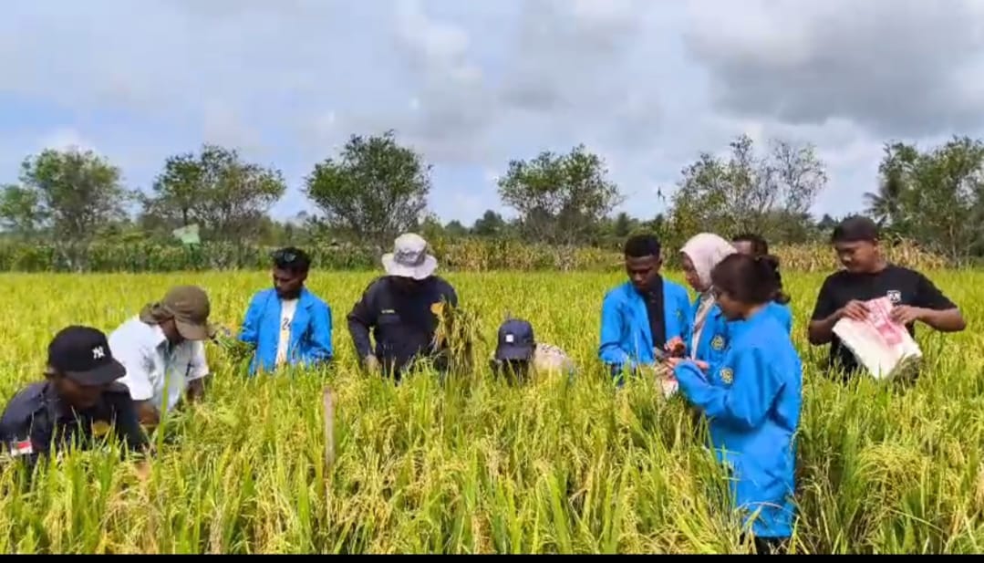 Sinergi di Sawah Klaru: Faperta Unamin dan Petani Sidodadi Ukir Rekor Baru
