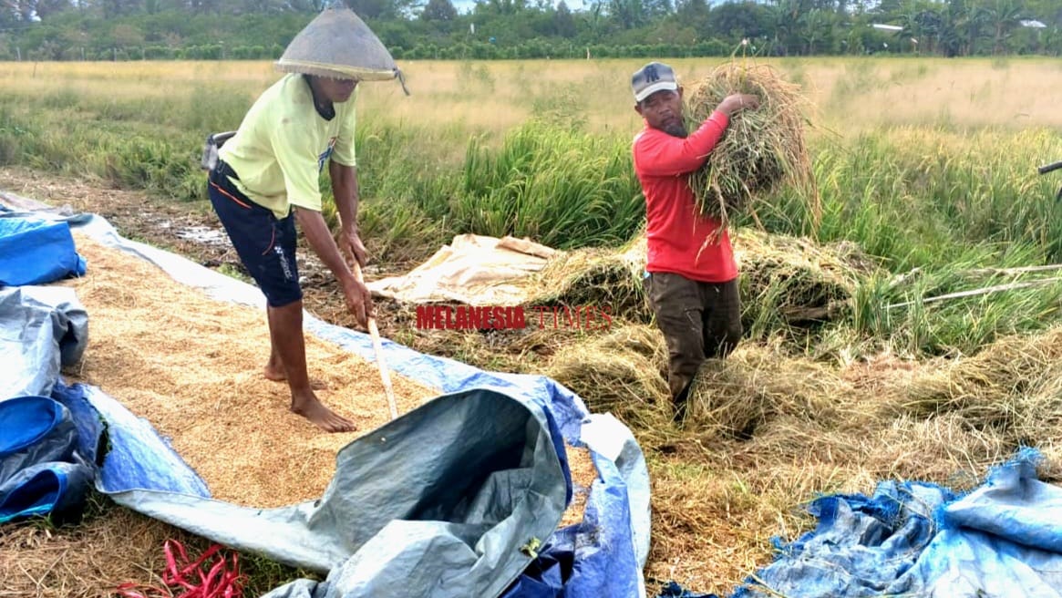 Dosen Faperta Unamin Suarakan Jeritan Petani Padi di Mariat: Butuh Alsintan Modern dan Bibit yang Tepat