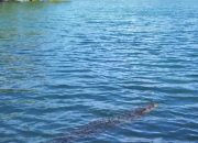 Buaya Muncul di Perairan Amahai, Warga Diminta Waspada dan Hindari Aktivitas di Zona Rawan