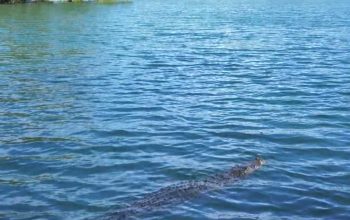 Buaya Muncul di Perairan Amahai, Warga Diminta Waspada dan Hindari Aktivitas di Zona Rawan