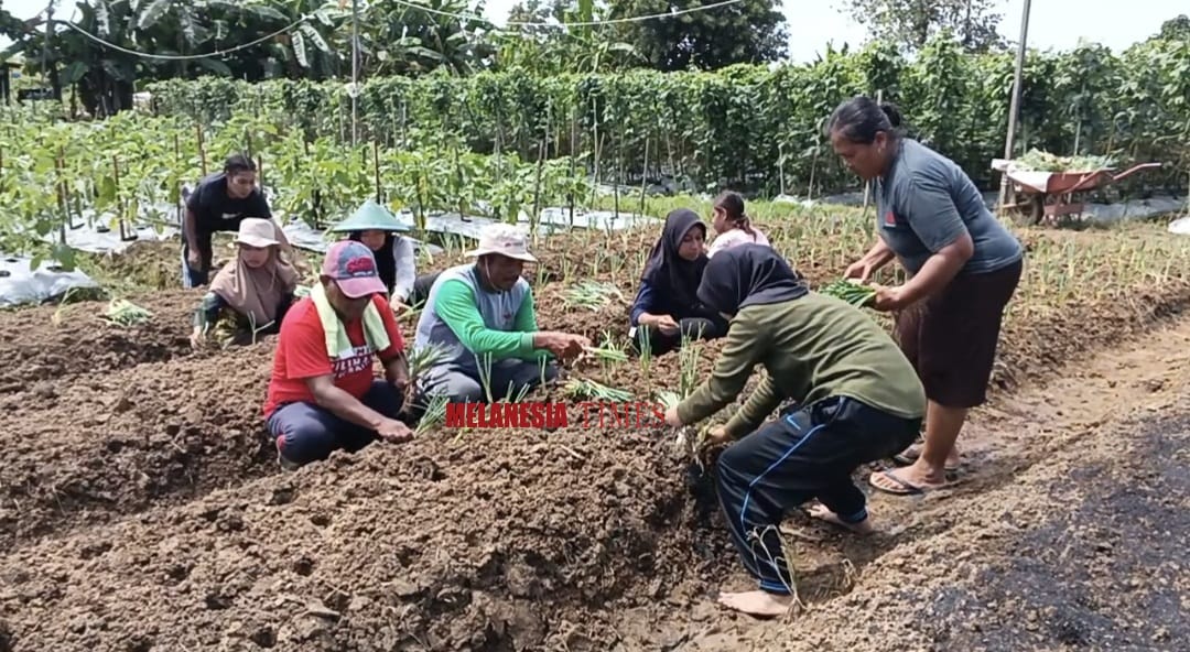 Tuntaskan Olah Lahan, Mahasiswa Faperta UNAMIN Sorong Tanam Bawang Daun Bersama Petani Malasom
