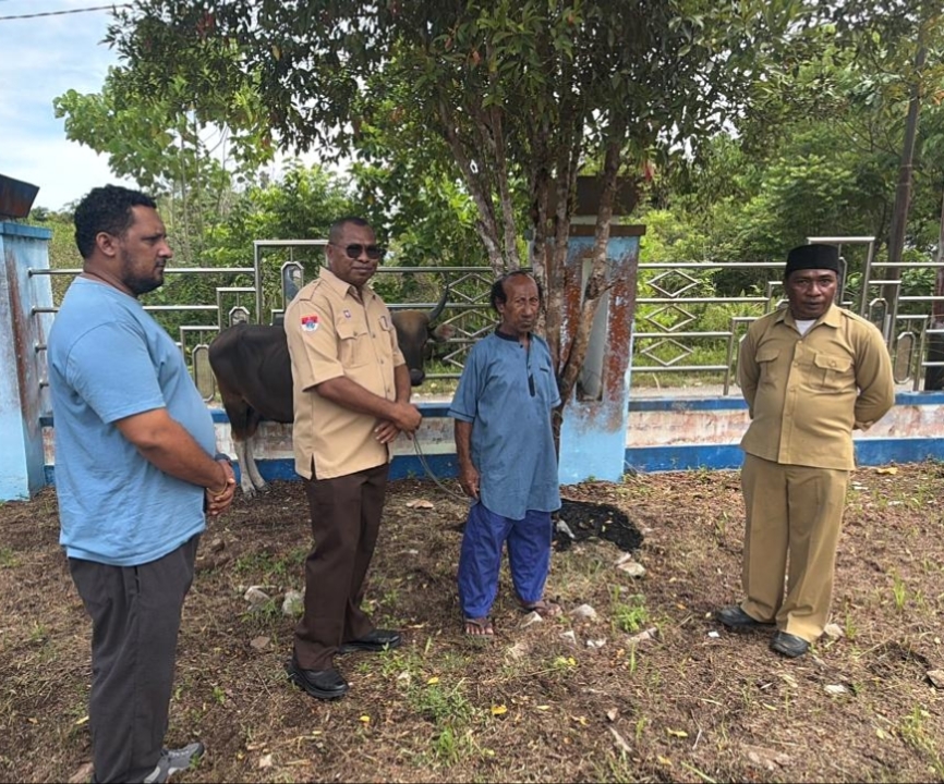 DPD Nasdem Raja Ampat Serahkan Sapi Kurban untuk Warga Waisai