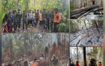 Karhutla di Raja Ampat Meluas, Tim Gabungan Berhasil Padamkan Api di Area 30 Hektare