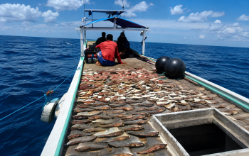 Mengaku Kantongi Izin dari Sorong, Kapal Empat R Diduga Eksploitasi Hiu Areal Konservasi Ayau