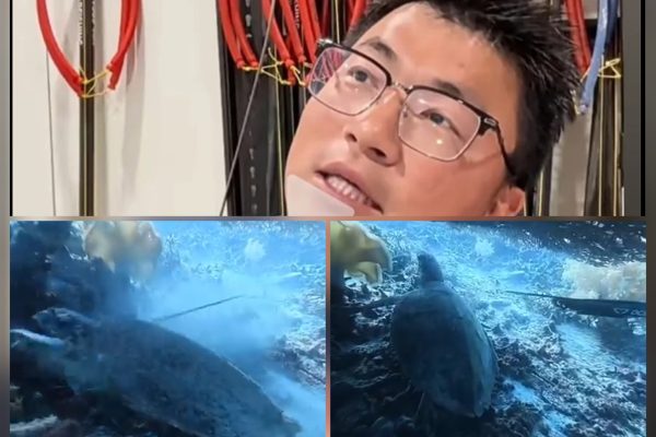 WNA China Diduga Buru Penyu di Kawasan Konservasi Raja Ampat, Berhasil Diamankan di Makassar
