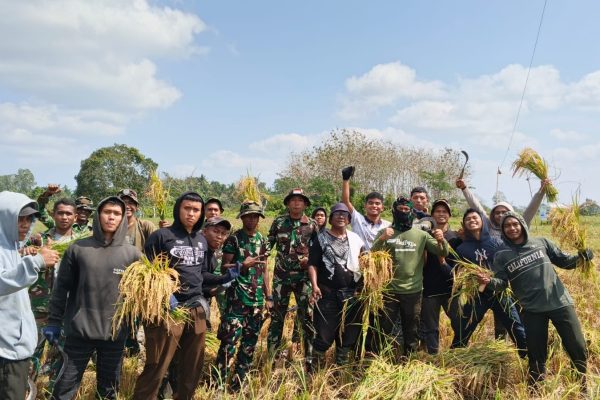 Panen Padi SP-2 Mariat Jadi Bukti Kolaborasi TNI dan Akademisi Unamin Perkuat Ketahanan Pangan