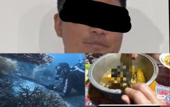 Polda Papua Barat Daya Dalami Dugaan Perburuan Penyu Sisik oleh Wisatawan Asing di Raja Ampat
