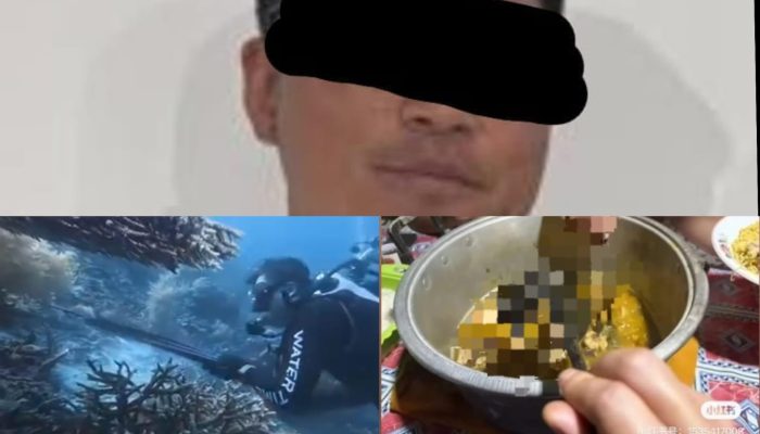 Polda Papua Barat Daya Dalami Dugaan Perburuan Penyu Sisik oleh Wisatawan Asing di Raja Ampat