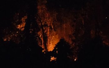 Breaking News: Darurat Karhutla! Api Diduga Bertahan Hampir Sebulan, Samate Kembali Terancam